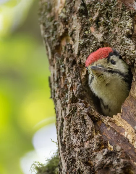 Der Bio-Blog des Leutascherhof Specht mit rotem Kopf schaut aus Baumhöhle